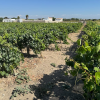 Finca segregada  de 5.500 m2 con viñedo en producción zona Venta Tocino 